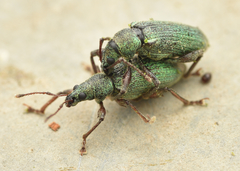 Phyllobius intrusus