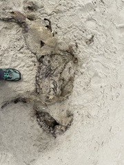 Phoca vitulina