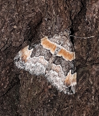 Dysstroma hersiliata