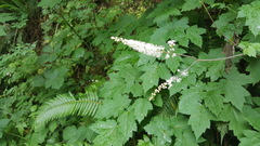 Actaea elata elata