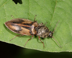 Stropenron hieroglyphica