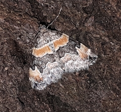 Dysstroma hersiliata