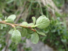 Salix alpina