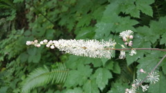 Actaea elata elata