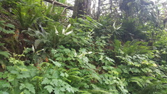 Actaea elata elata