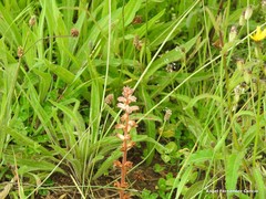 Orobanche hederae