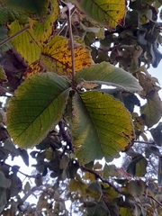 Caryocar brasiliense