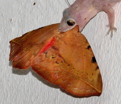Hypopyra capensis