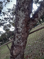 Caryocar brasiliense