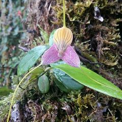 Masdevallia caudata