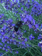 Xylocopa tabaniformis androleuca