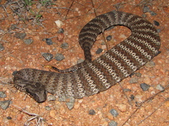 Acanthophis antarcticus