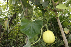 Cucurbita ecuadorensis