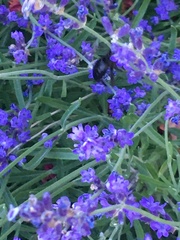 Xylocopa tabaniformis androleuca