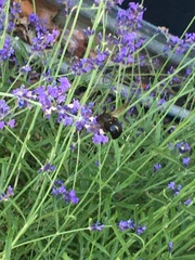 Xylocopa tabaniformis androleuca