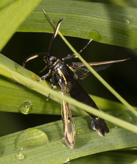 Synanthedon fatifera