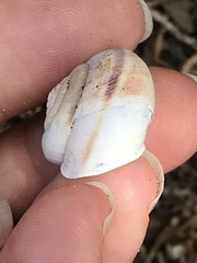 Helminthoglypta walkeriana