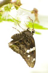 Codatractus arizonensis