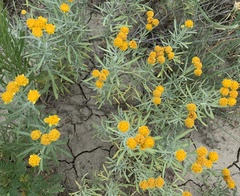 Picradeniopsis oppositifolia