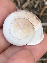 Helminthoglypta walkeriana