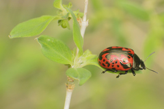 Calligrapha anabelae