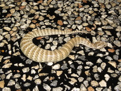 Acanthophis antarcticus