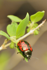Calligrapha anabelae