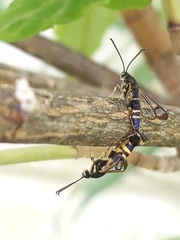 Synanthedon rhododendri
