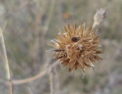 Simsia lagasceiformis