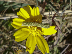 Cucullia chamomillae