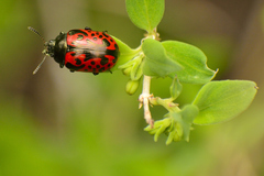Calligrapha anabelae