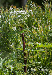 Heracleum persicum