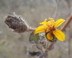 Simsia lagasceiformis