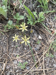 Triteleia ixioides