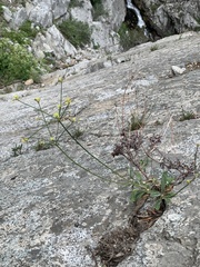 Eriogonum brevicaule