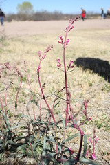 Penstemon parryi