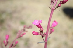 Penstemon parryi
