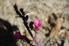 Penstemon parryi