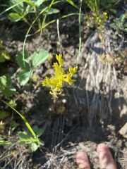 Sedum stenopetalum