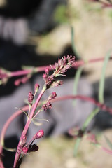 Penstemon parryi