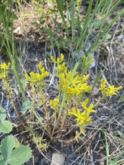 Sedum stenopetalum