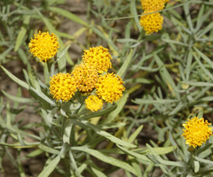Picradeniopsis oppositifolia