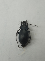 Carabus convexus