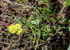 Lomatium caruifolium