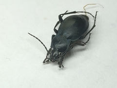 Carabus convexus