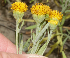Picradeniopsis oppositifolia