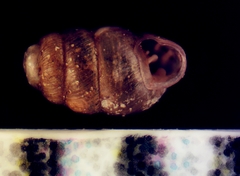 Vertigo arizonensis