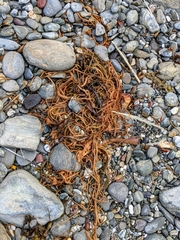 Ascophyllum nodosum