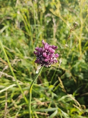 Allium