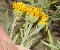 Picradeniopsis oppositifolia